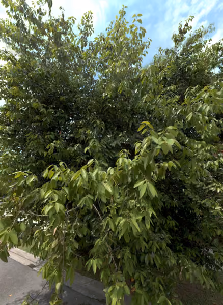 tree photo