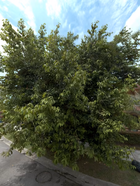 tree photo