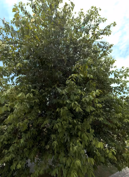 tree photo