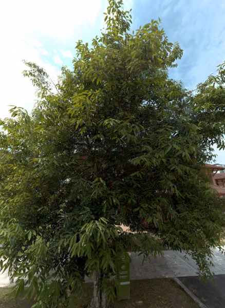 tree photo