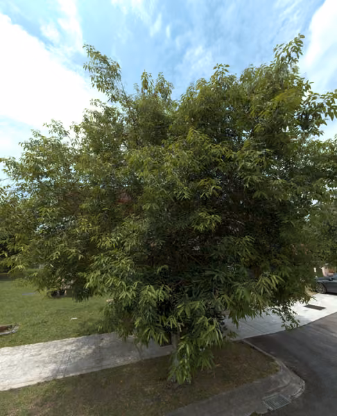 tree photo