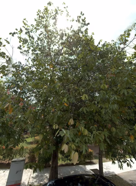 tree photo