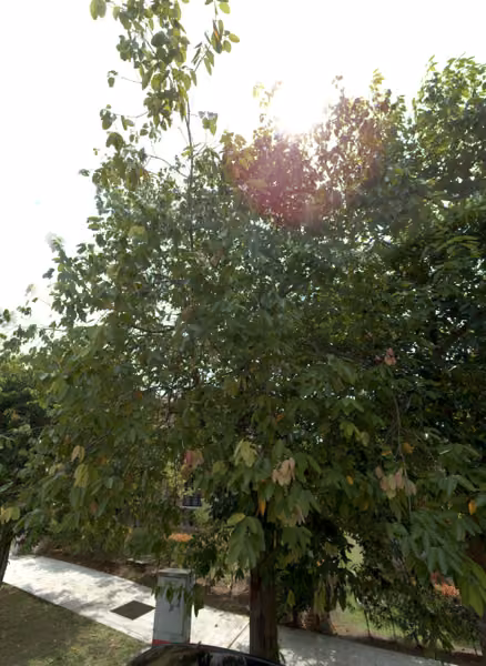 tree photo