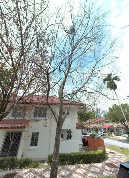 tree photo