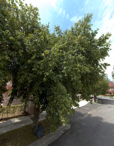 tree photo