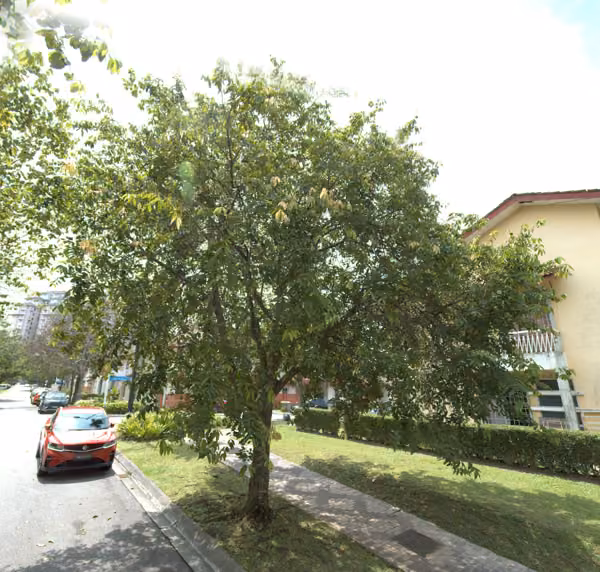 tree photo