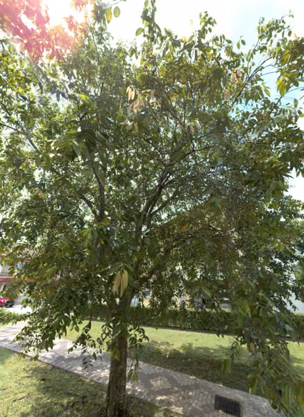 tree photo
