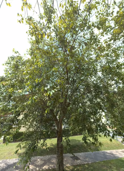 tree photo