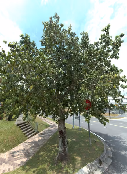 tree photo