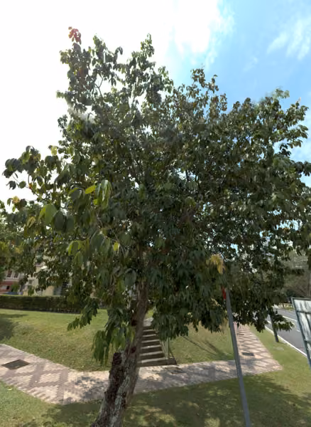tree photo