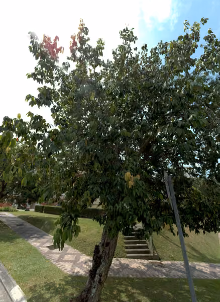 tree photo