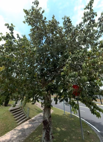 tree photo