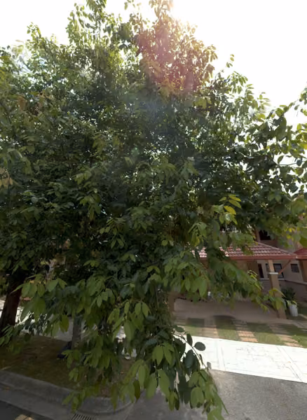 tree photo