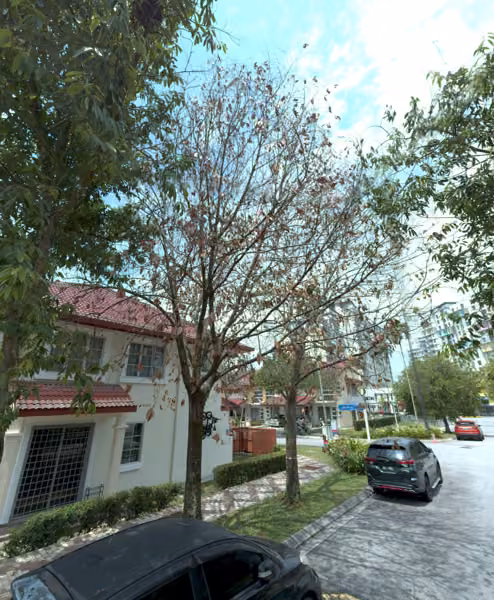 tree photo