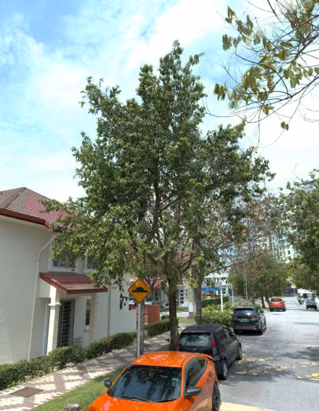 tree photo