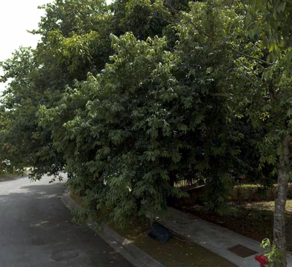 tree photo