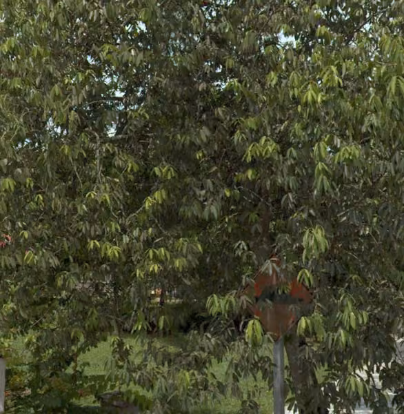 tree photo