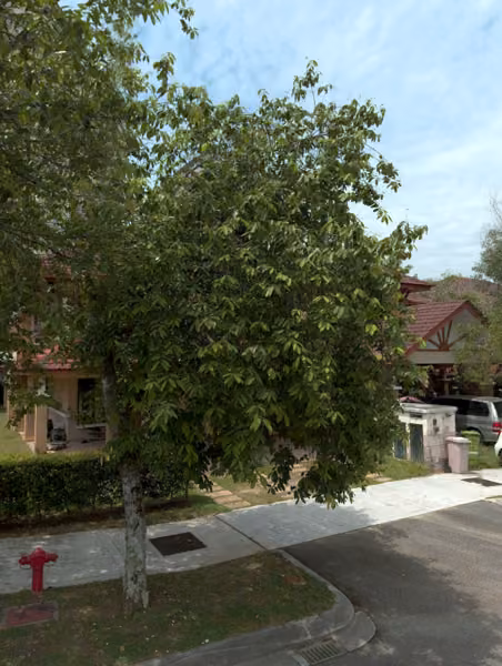 tree photo