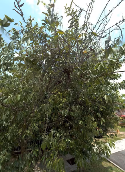 tree photo