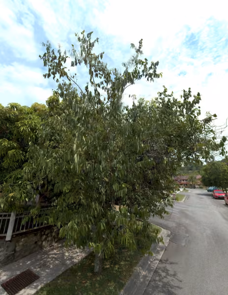 tree photo