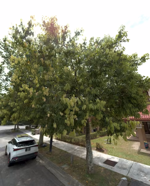 tree photo