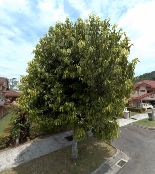 tree photo