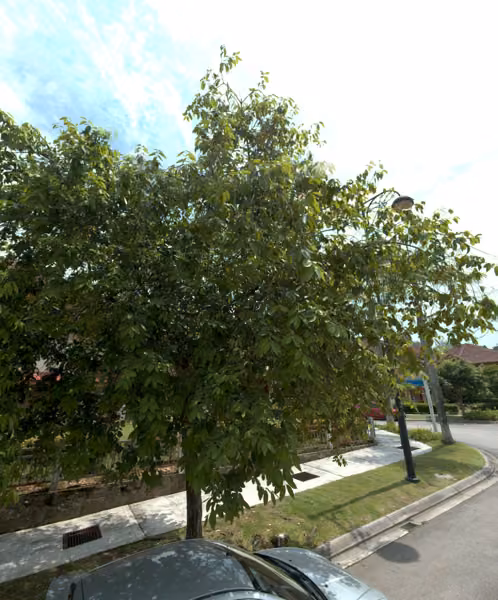 tree photo