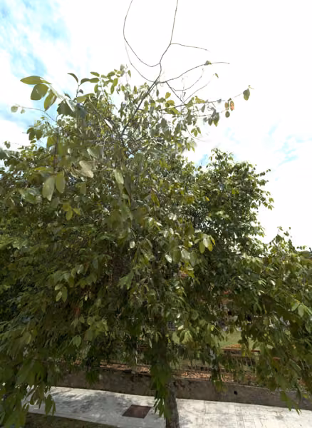 tree photo