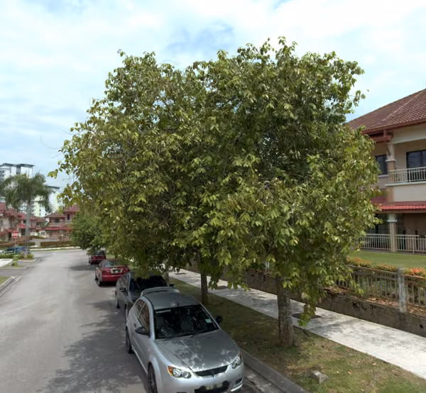 tree photo