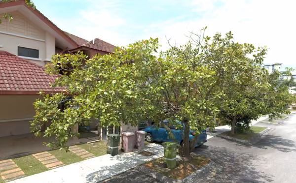 tree photo