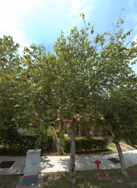 tree photo