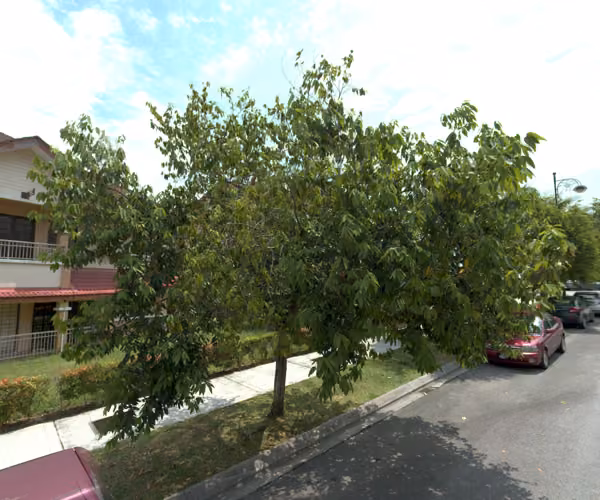 tree photo