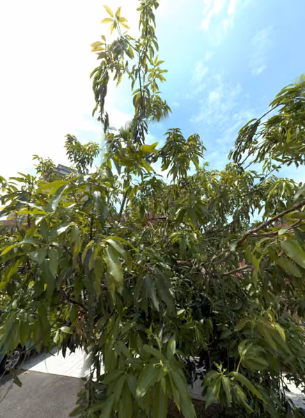 tree photo