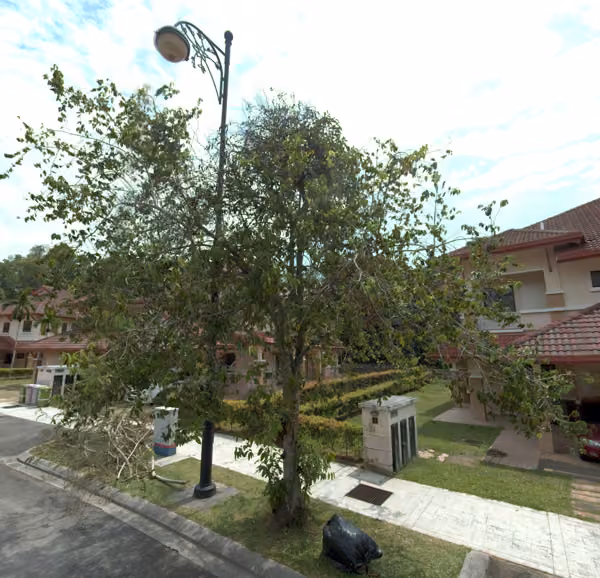 tree photo