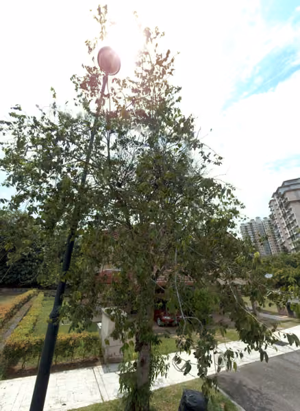 tree photo