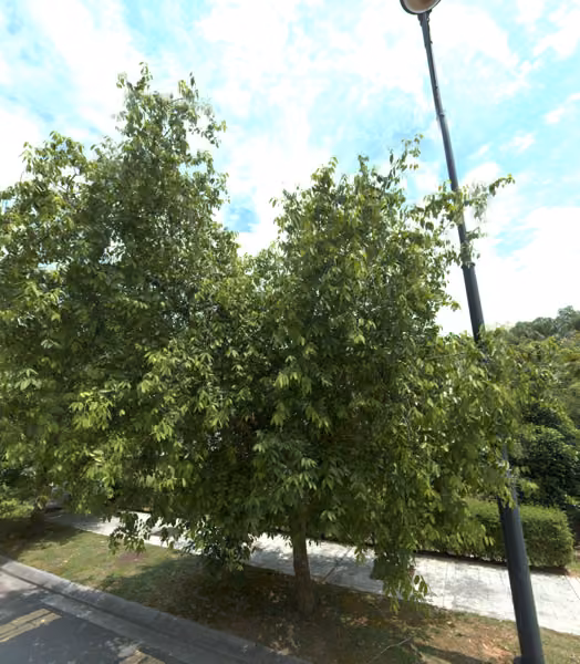 tree photo
