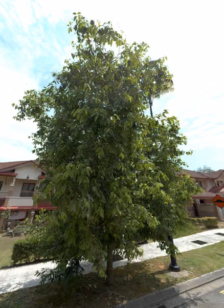 tree photo