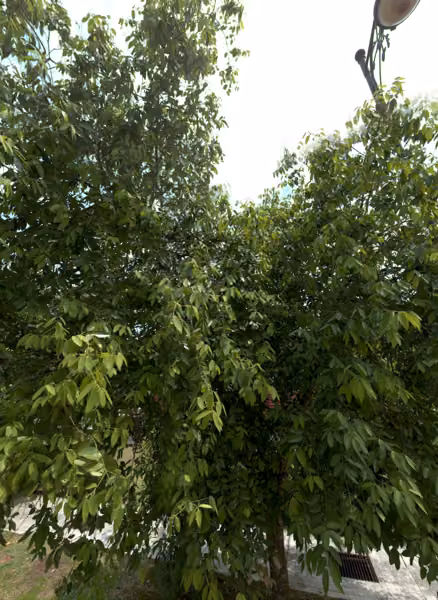 tree photo