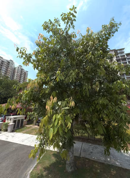 tree photo