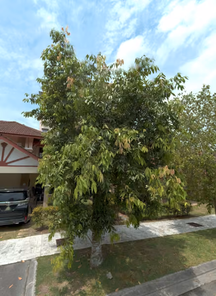 tree photo