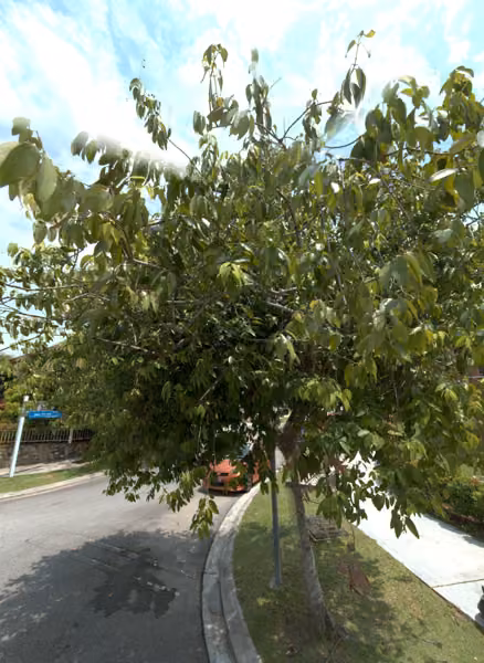 tree photo