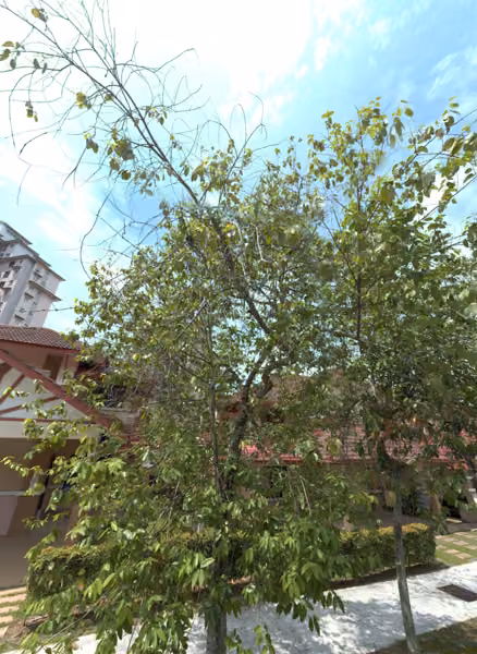 tree photo