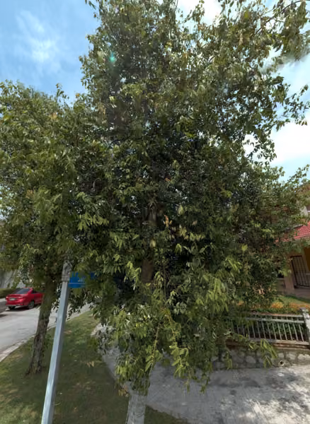 tree photo
