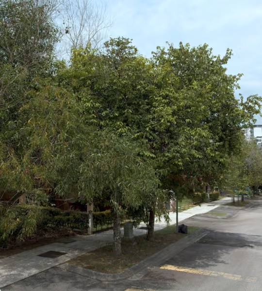 tree photo