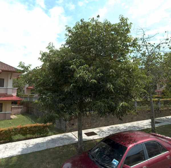 tree photo