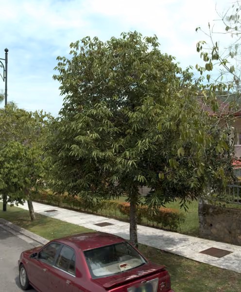 tree photo