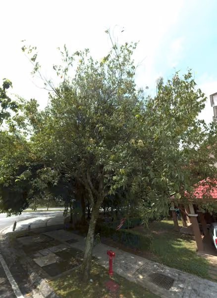 tree photo