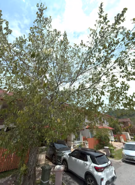 tree photo