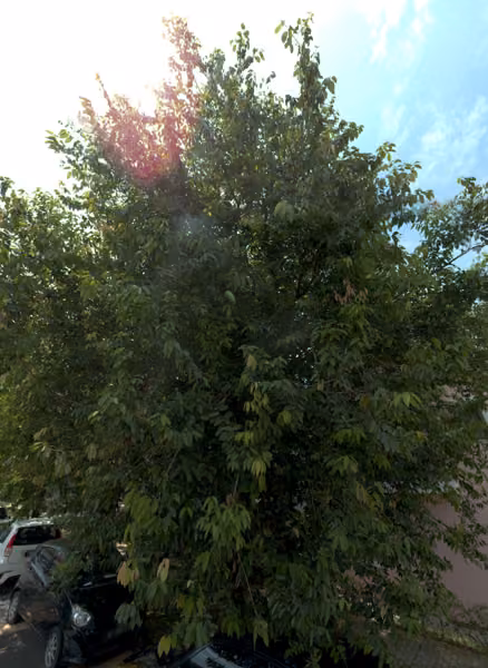 tree photo