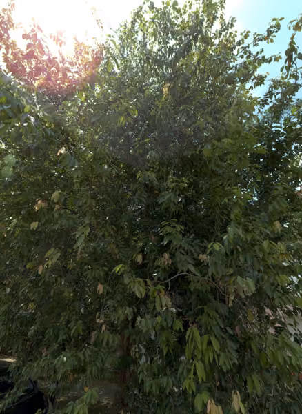 tree photo